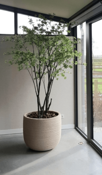 Plant in pot huren