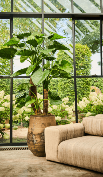 Zijden bomen en planten